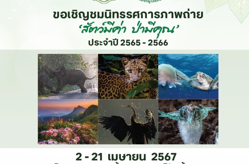  ขอเชิญชวนผู้ที่มีใจรักการถ่ายภาพ ร่วมสัมผัสธรรมชาติและสัตว์ป่าที่งดงามของผืนป่าเมืองไทย ผ่านนิทรรศการภาพถ่าย ‘สัตว์มีค่า ป่ามีคุณ’ ประจำปี 2565-2566