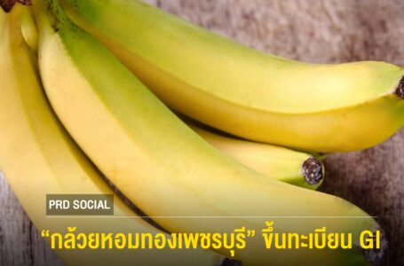 “นภินทร” มอบประกาศขึ้นทะเบียน GI “กล้วยหอมทองเพชรบุรี” มั่นใจเพิ่มรายได้เกษตรกร