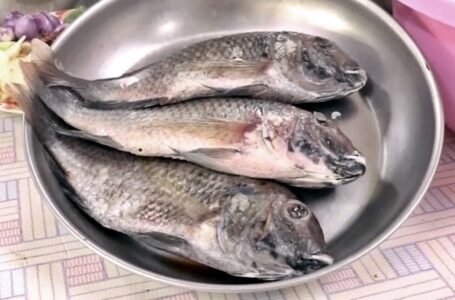 เมนูสร้างสรรค์ “ปลาหมอคางดำ” บริโภคได้ในครัวเรือน 